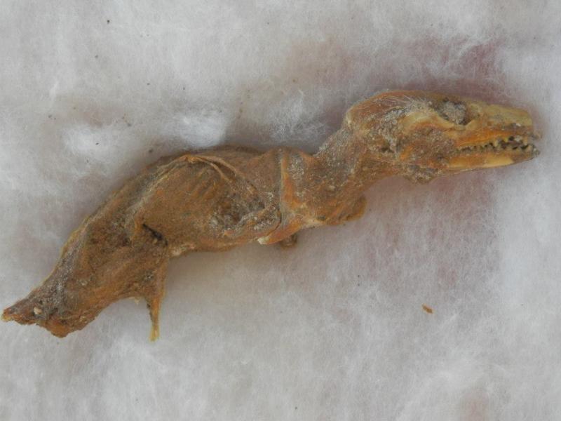 Fósil de dinosaurio será analizado por paleontólogos