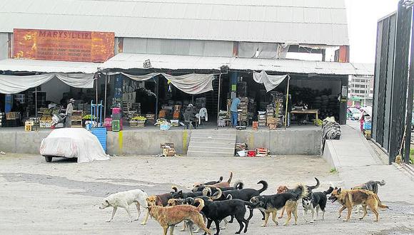 Paucarpata y Cerro Colorado con mayor número de perros callejeros