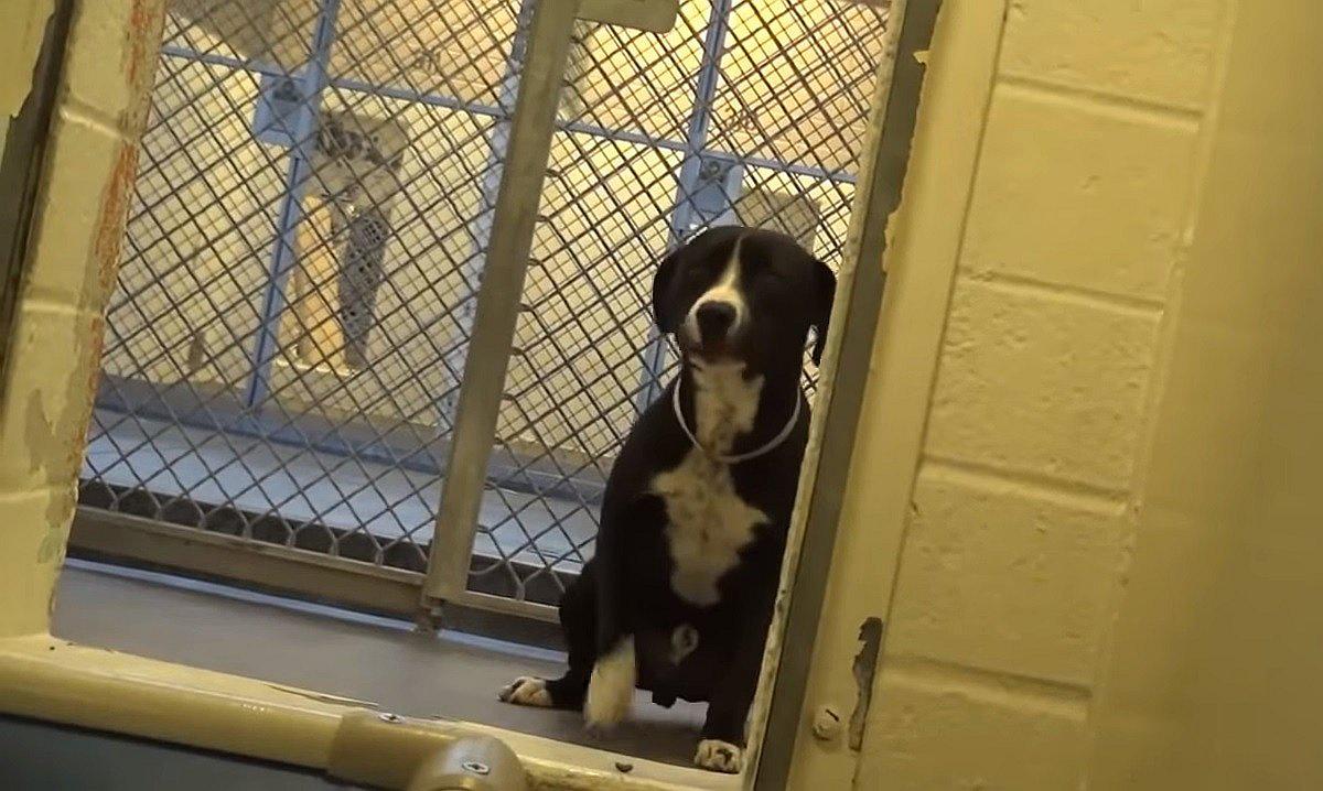 Perro de raza pitbull salta de emoción al saber que iba a ser adoptado (VIDEO) 