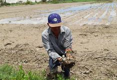 Ica: desbordes de ríos y huaicos destruyen hectáreas de cultivo en Ocucaje y Changuillo