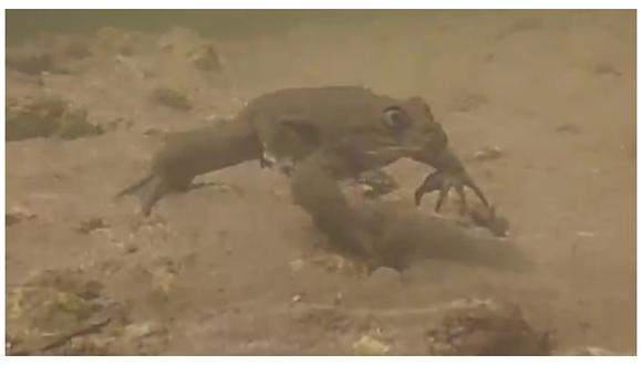 Hallan en Perú una especie de rana amenazada que era consumida en jugos (VIDEO)