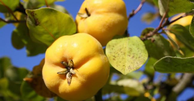 Salud: Conoce los beneficios del membrillo