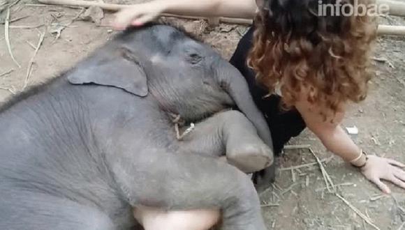 ​Bebé elefante duerme en regazo de mujer que le canta canciones de cuna (VIDEO)