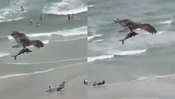 Florida: águila caza a gran pez en la playa y escapa con él (VIDEO)