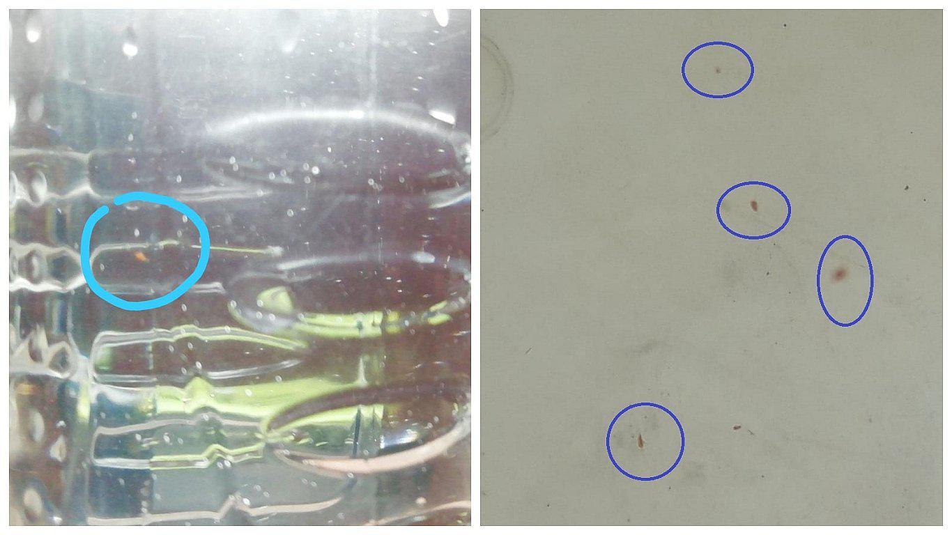 ​Pasco: habitantes toman agua potable contaminada con pulgas