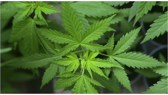Marihuana: Minsa conforma comité de expertos para evaluar uso medicinal de cannabis 