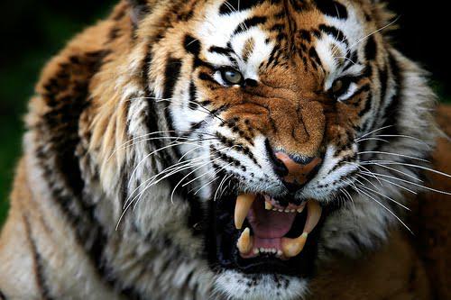 Tigre mata a un cuidador del parque zoológico chino de Shanghái