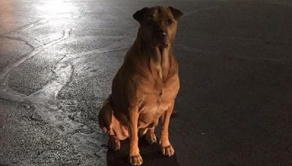 Mujer denuncia en Facebook a su perro que se hace pasar por callejero para que le den comida