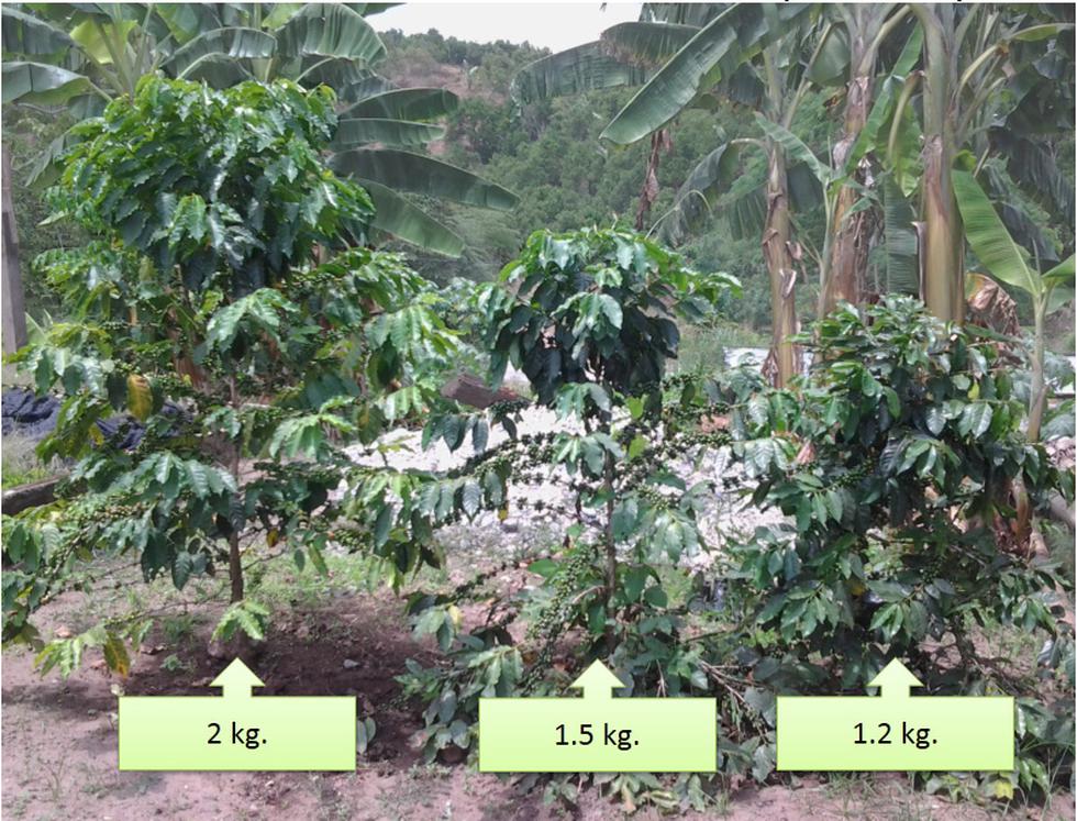 Asháninkas producen abonos orgánicos de alta calidad