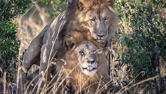 En Kenia culpan a los turistas gays de haber 'contagiado' a sus leones salvajes