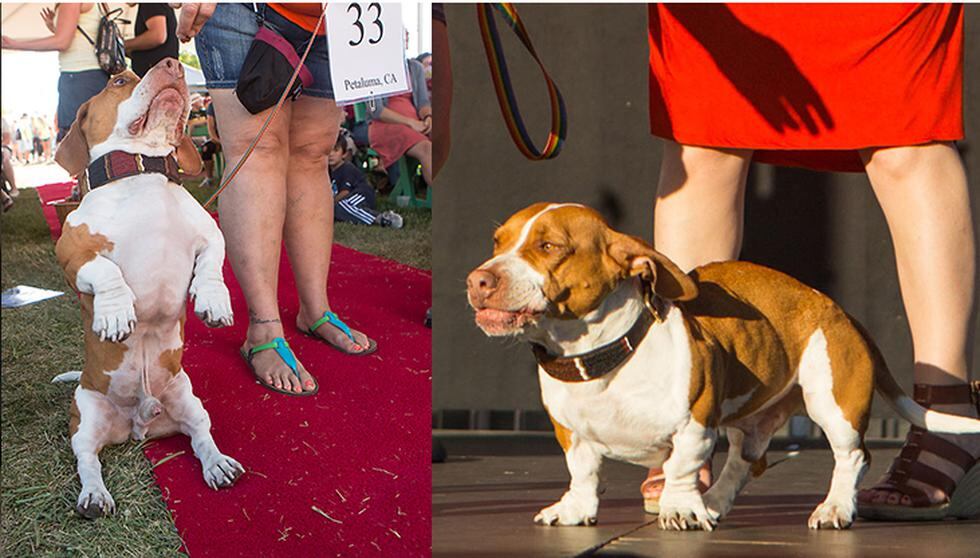 Concurso premia a los perros más feos (FOTOS)