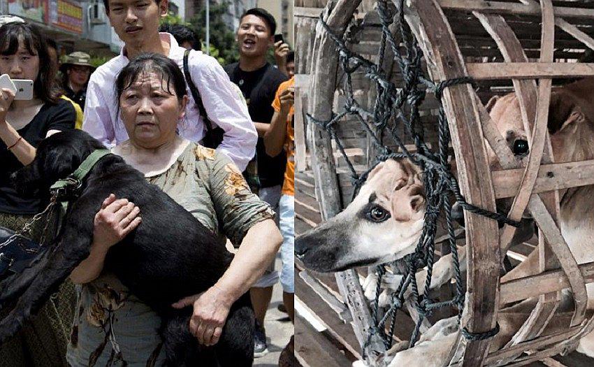 China: activistas salvan a perros en el "Festival de la Carne" [FOTOS]