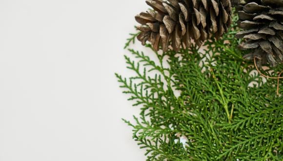 Puedes incluir plantas en la decoración de Navidad. (Foto: Pexels)