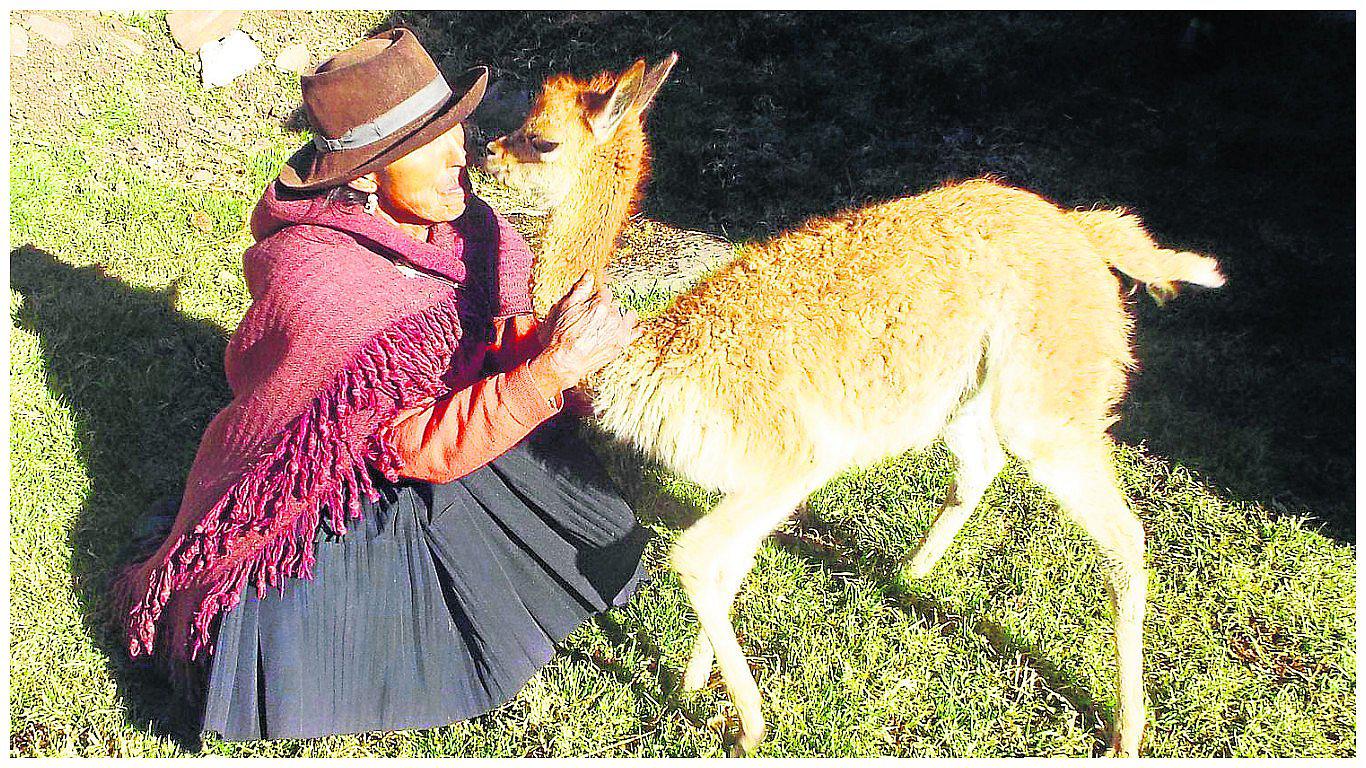 Huancavelica: Triste despedida dan a rescatado bebé vicuña