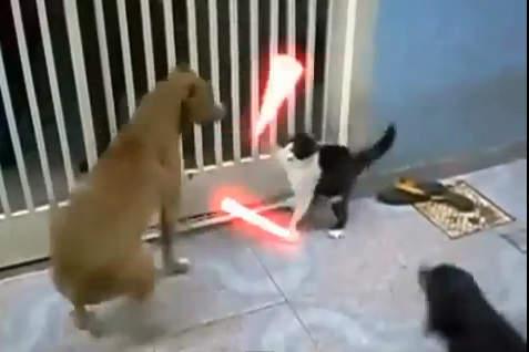 Star Wars: Las mejores peleas de los gatos Jedi