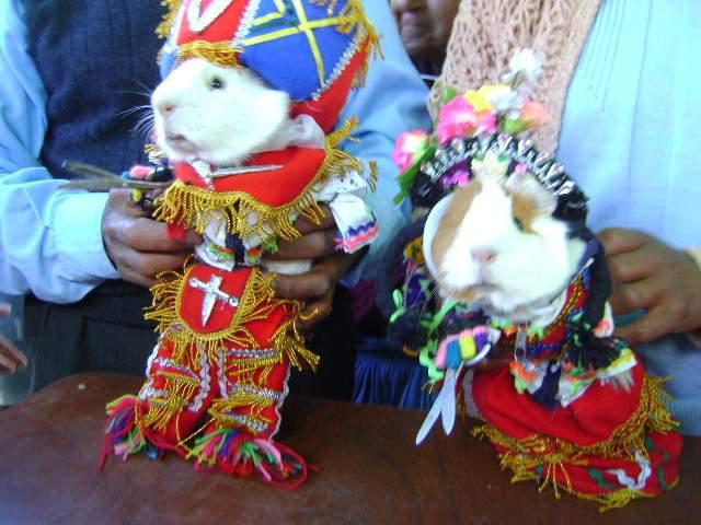 Lanzan nueva raza de cuy "Mantaro"