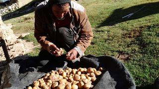 Falta de lluvias trae plagas a sembríos de papa y maíz en Huancavelica