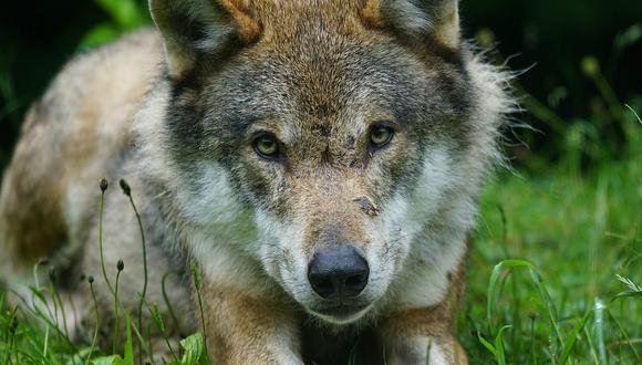 La extraña aparición de lobos asesinados en España 