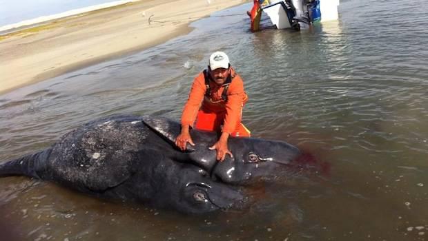 Hallan cadáveres de crías siameses de ballena gris