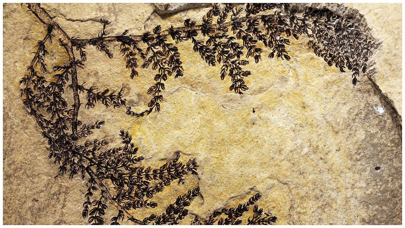 India: descubren una planta fosilizada, la más antigua del mundo 