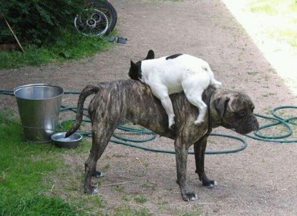 Estas son las fotos de perros más graciosas de Internet (FOTOS)