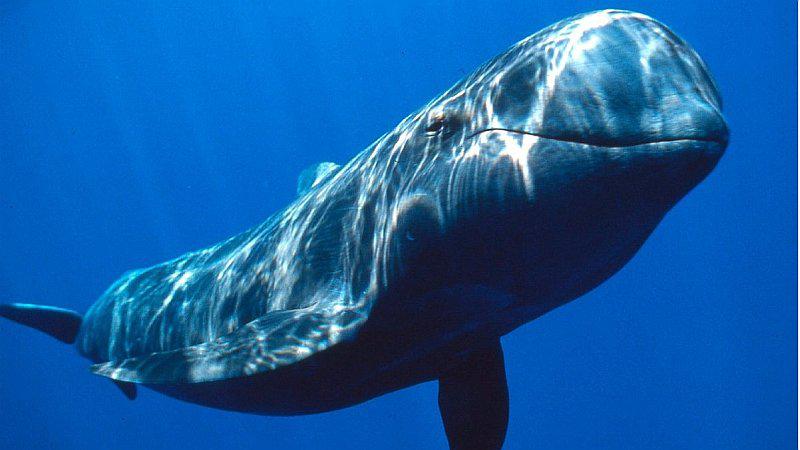 Ballena se traga 80 bolsas de plástico y muere tras una larga agonía 
