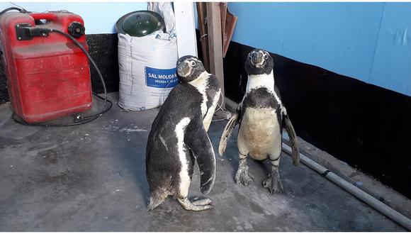 Pobladores hallan pingüinos de Humboldt deambulando por zona de Tangay Medio 