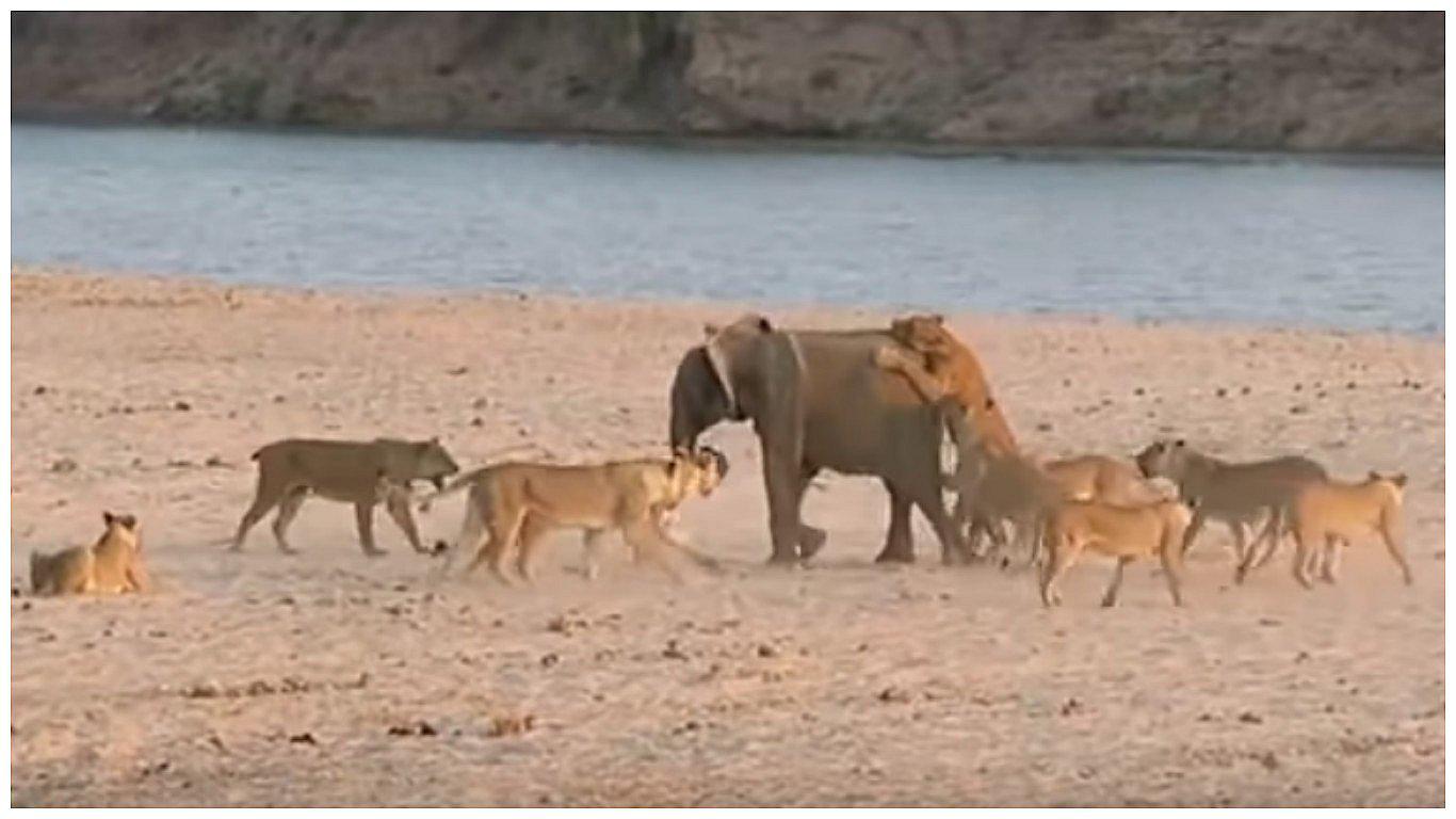 YouTube: Elefante bebé fue acorralado por 14 leones y terminó así (VIDEO)