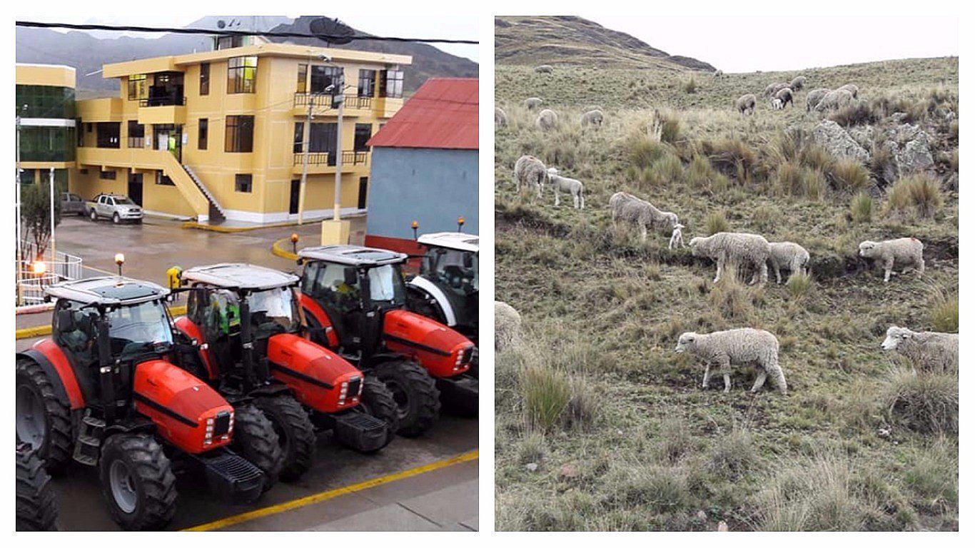 Inician sembrado de pastos para evitar muerte de borregos por hambre y frío