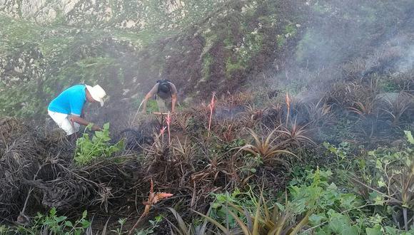 Chiclayo: Incendio forestal arrasa con 40 hectáreas en Reque (VIDEO)