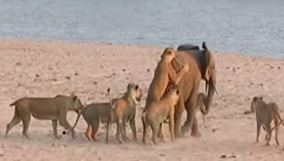 Mira como un bebé elefante sobrevive al ataque de 14 leones (VIDEO)
