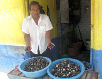 El reino de las conchas negras