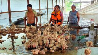 Desborde de ríos en Madre de Dios alcanzó a inundar una granja y mató a 12 mil pollos