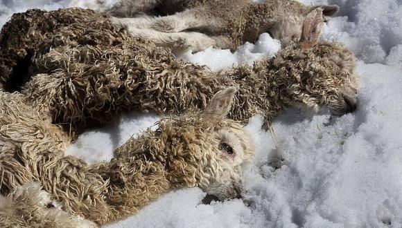 Se perdieron más de 8 mil animales debido a nevadas 
