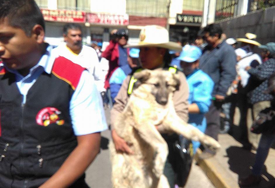 Facebook: Policía de tránsito salva a perrito que fue atropellado (VIDEO)