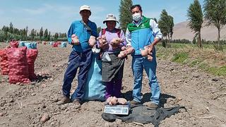 Municipio de Cocachacra organizó concurso de la papa y camarón más grandes 