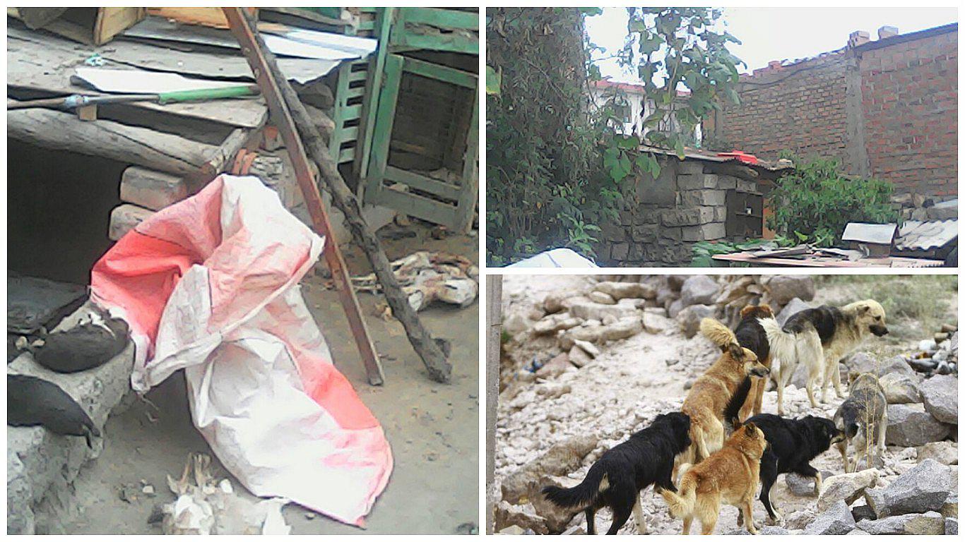 Arequipa: perros callejeros ingresan a vivienda y se comen animales
