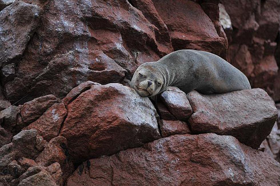 Plantearán ante la Unesco que la Reserva Nacional de Paracas sea Patrimonio de la Humanidad