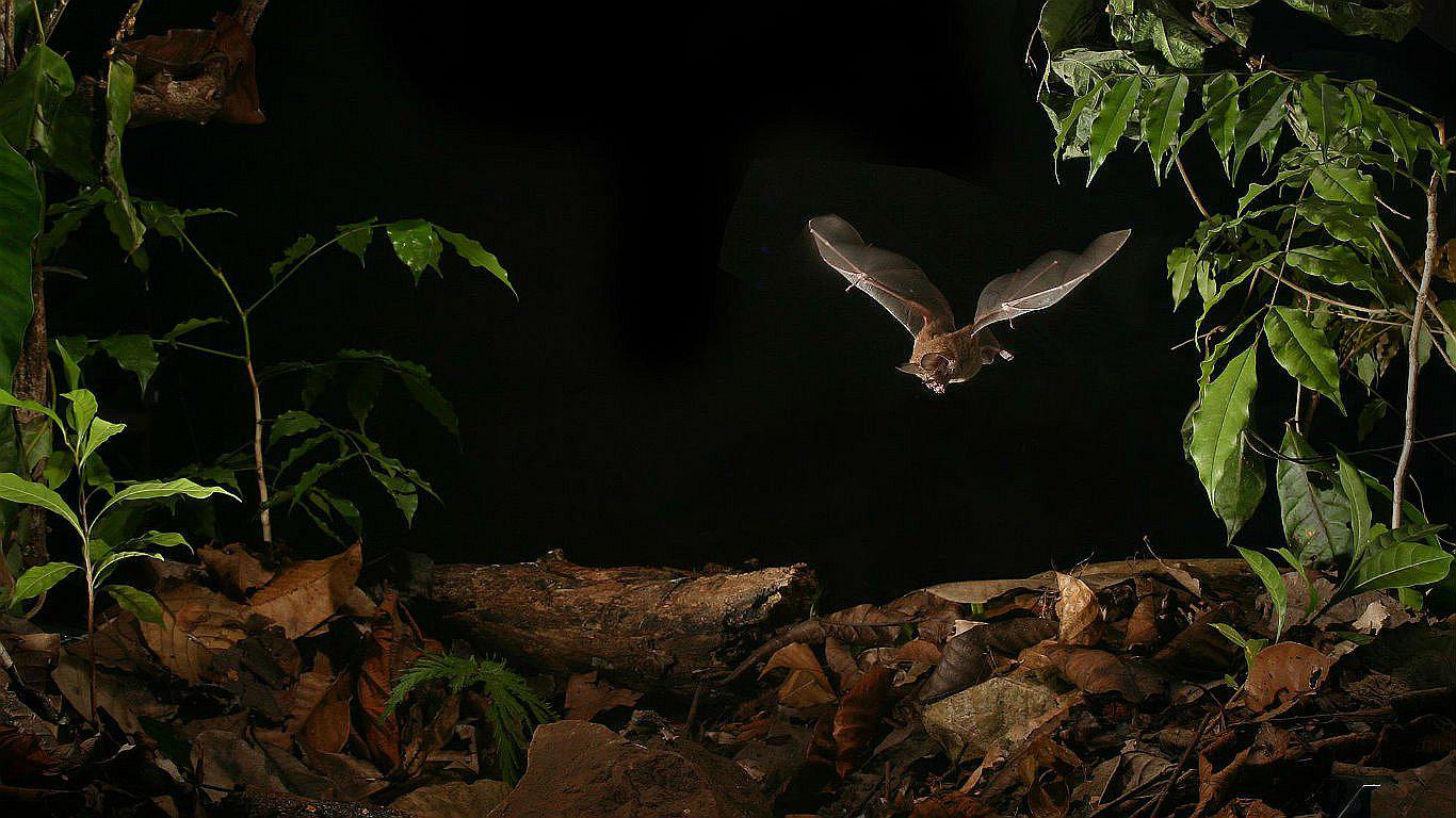 Holanda: ciudad de Ámsterdam recibe más de 10.000 animales salvajes