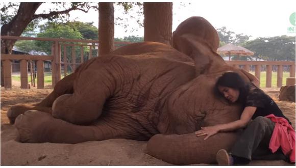 YouTube: Elefante se arrulla con el canto de su cuidadora y se queda dormido (VIDEO)