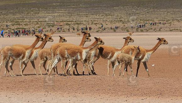 ​Piden instalar malla en la carretera Arequipa- Puno para proteger vicuñas