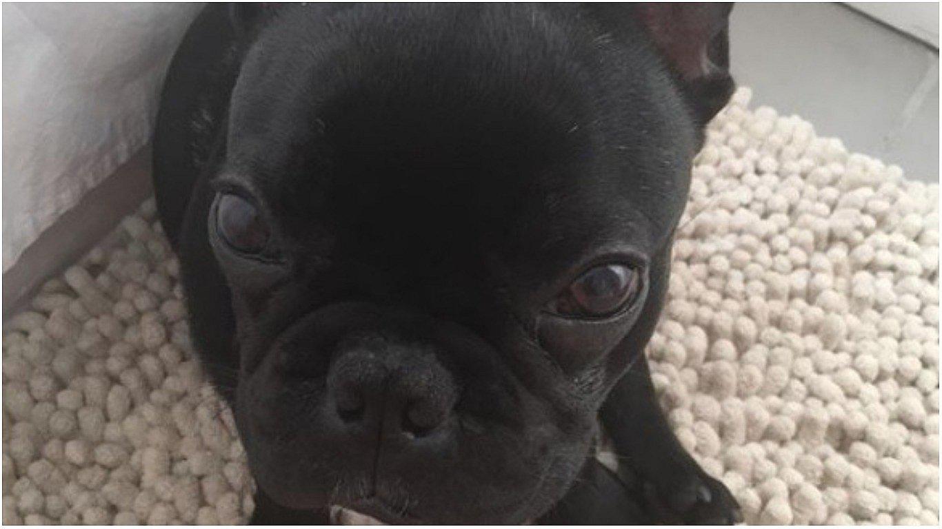 Perrito murió durante vuelo luego que obligaran a dueños a llevarlo en portaequipajes