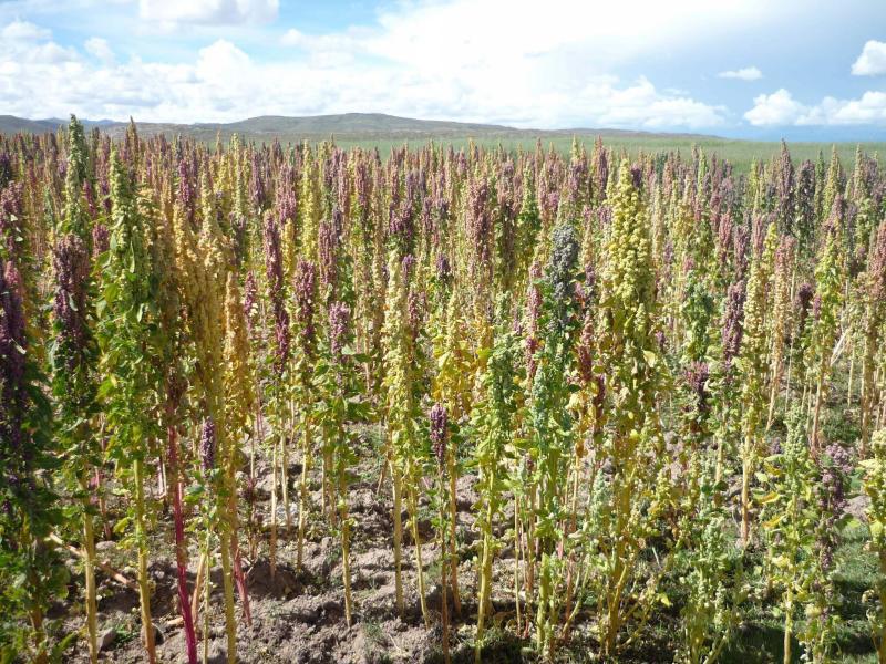 Productores suben precio de la quinua