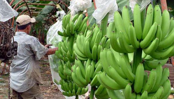 Piura: En la región se incrementa exportación de banano orgánico.
