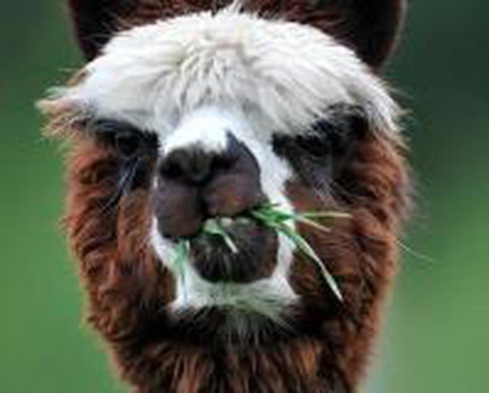 Austria: Alpacas reciben "cambio de look" en trasquilado anual
