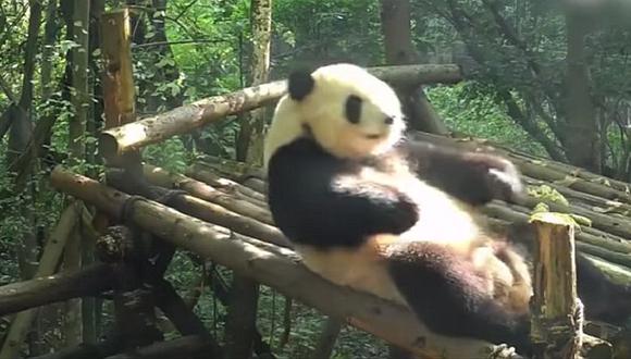 ​YouTube: Conoce al atlético oso panda que hace abdominales