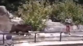 Sujeto en estado de ebriedad intentó ahogar a oso anciano en zoológico (VIDEO)