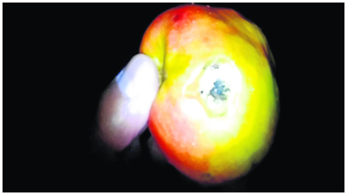 ​Incautan manzanas con droga, preservativos, y licores en fiesta semáforo