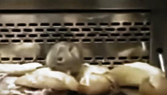 YouTube: Roedores se pasean en mostradores de prestigiosa panadería