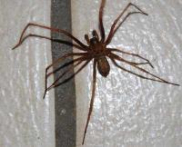 Araña colombiana provoca caos en supermercado alemán